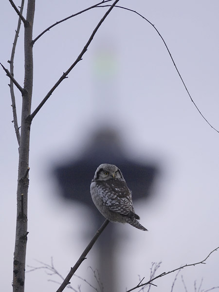Hiiripöllö, Northern Hawk Owl, Surnia ulula